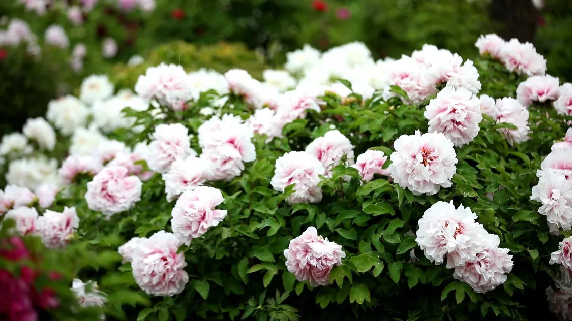 圖片來源：網信菏澤